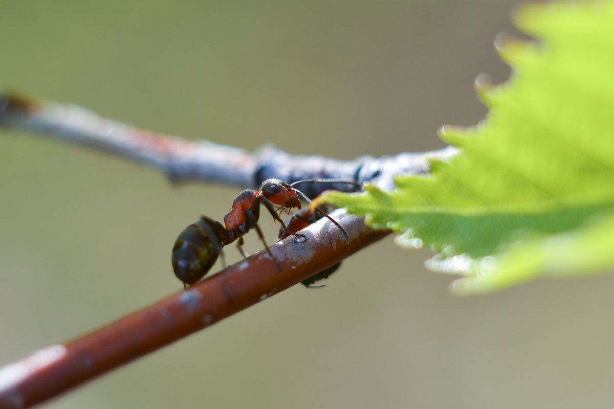 Из  жизни  муравьёв - Геннадий Супрун