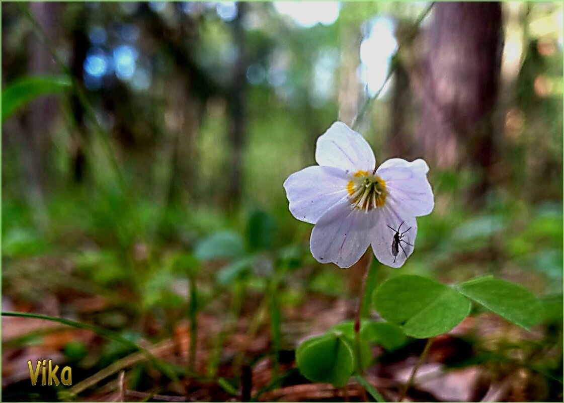 Маленький белый прелестный цветочек вырос весной на полянке в лесу - Валентина (Panitina) Фролова