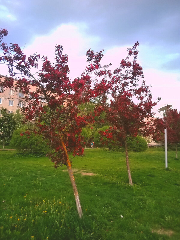 Яблони - Сергей Кочнев