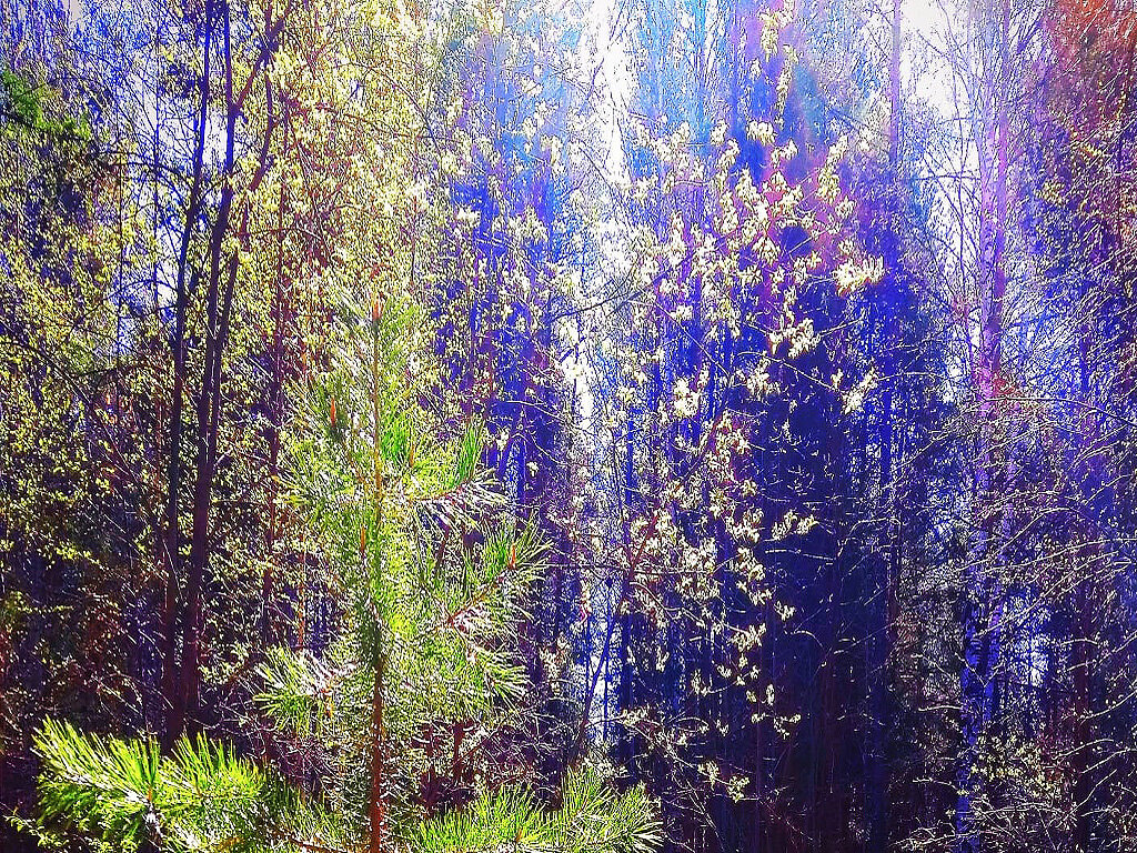 Солнечный лес - Алевтина 