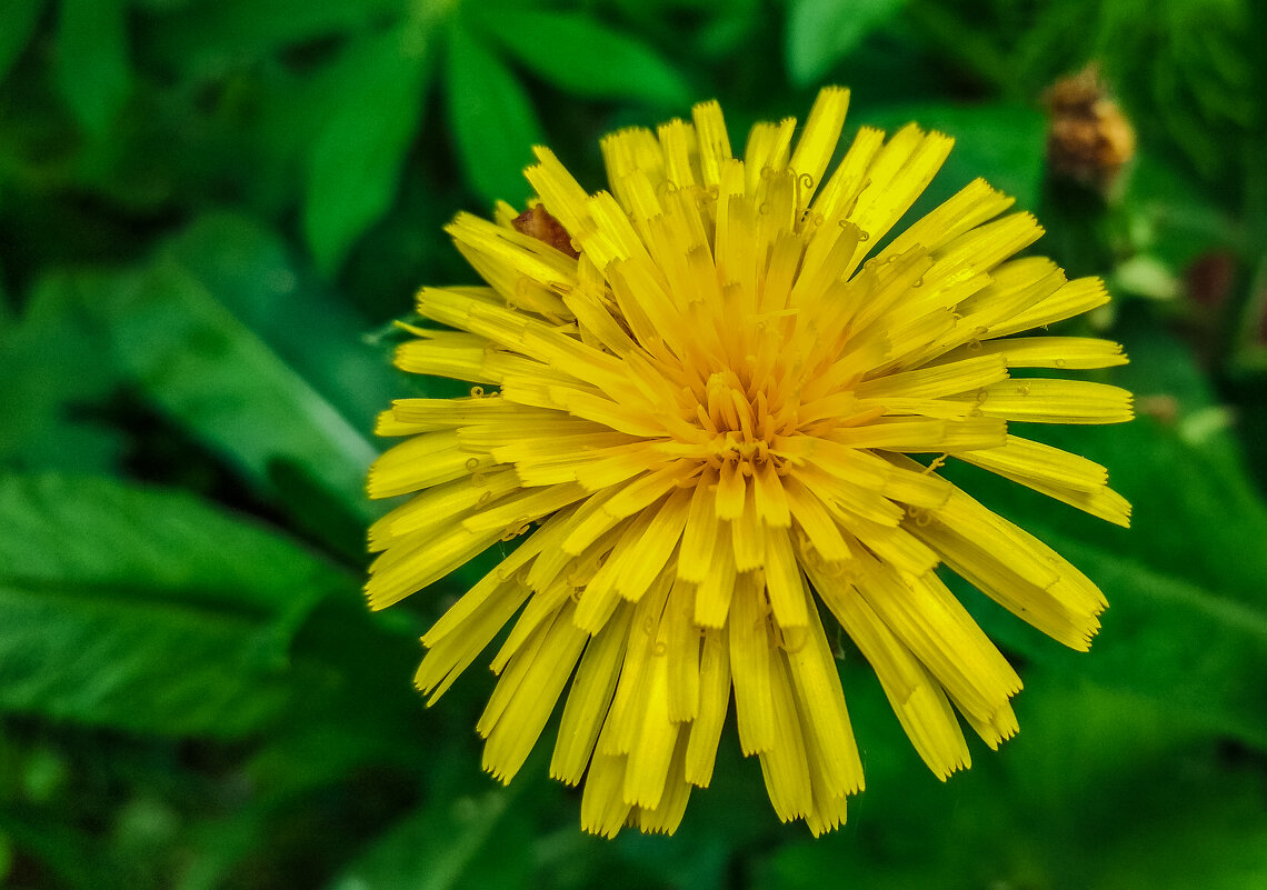 Солнечный весенний цветок - Александр Семенов