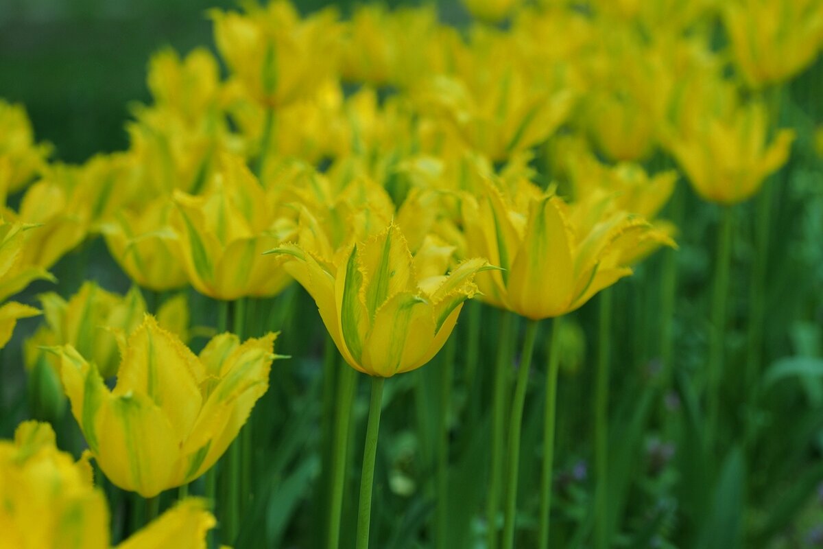 Зеленый тюльпан Tulipa "Green Mile" - wea *