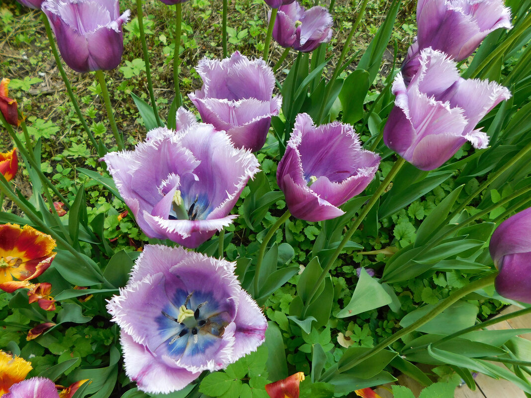 Фиолетовые тюльпаны - Наиля 
