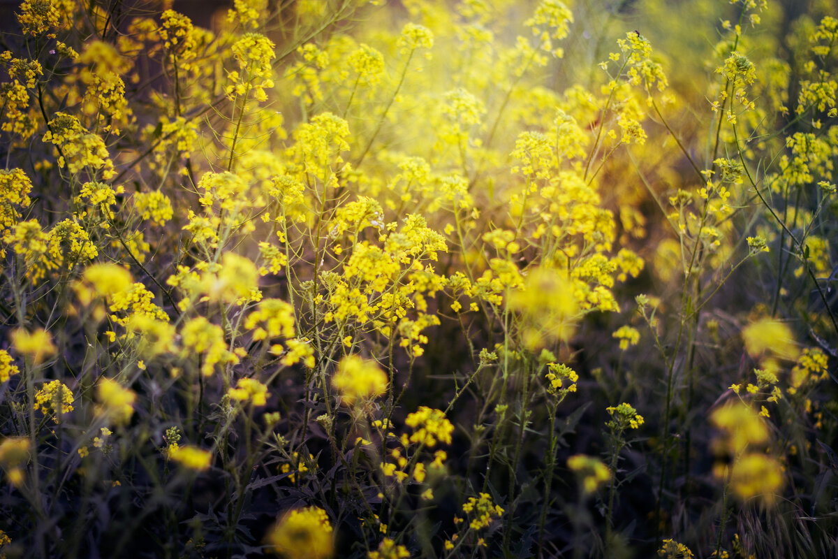 желтые цветы - Nataliya Volodina