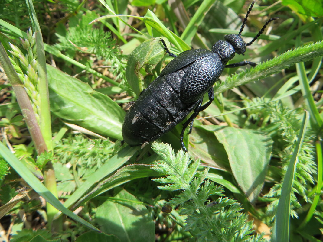 Майка звичайна (Meloe proscarabaeus) — жук з родини наривників (Meloidae). - Ivan Vodonos