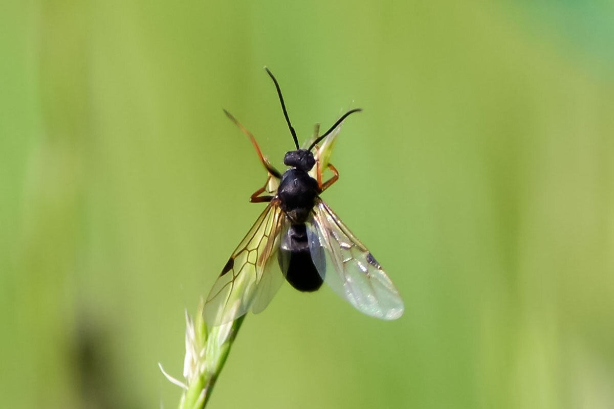 Летучий  муравей - Геннадий Супрун