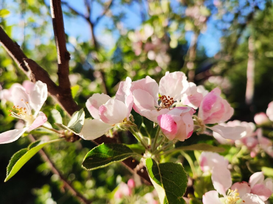 Яблони в цвету - Ирина 