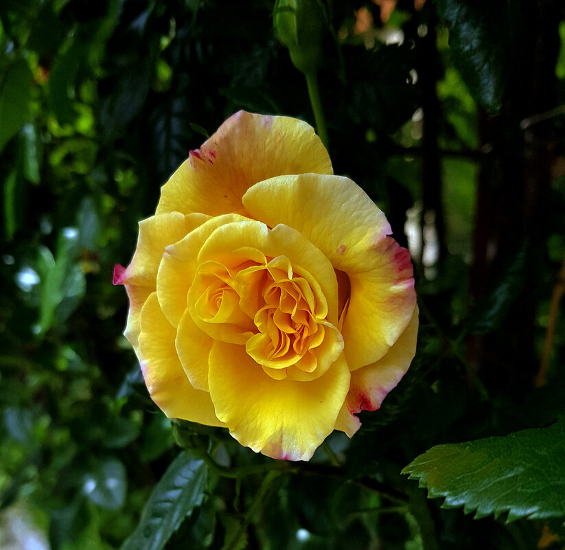 Роза жёлтая,роза чайная ,аромата необычайного. - Наталья (D.Nat@lia)