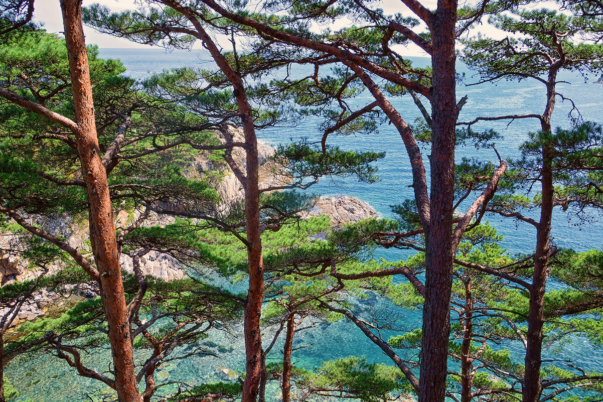 Красивая фотография с морем и деревьями - Юлия Трушина