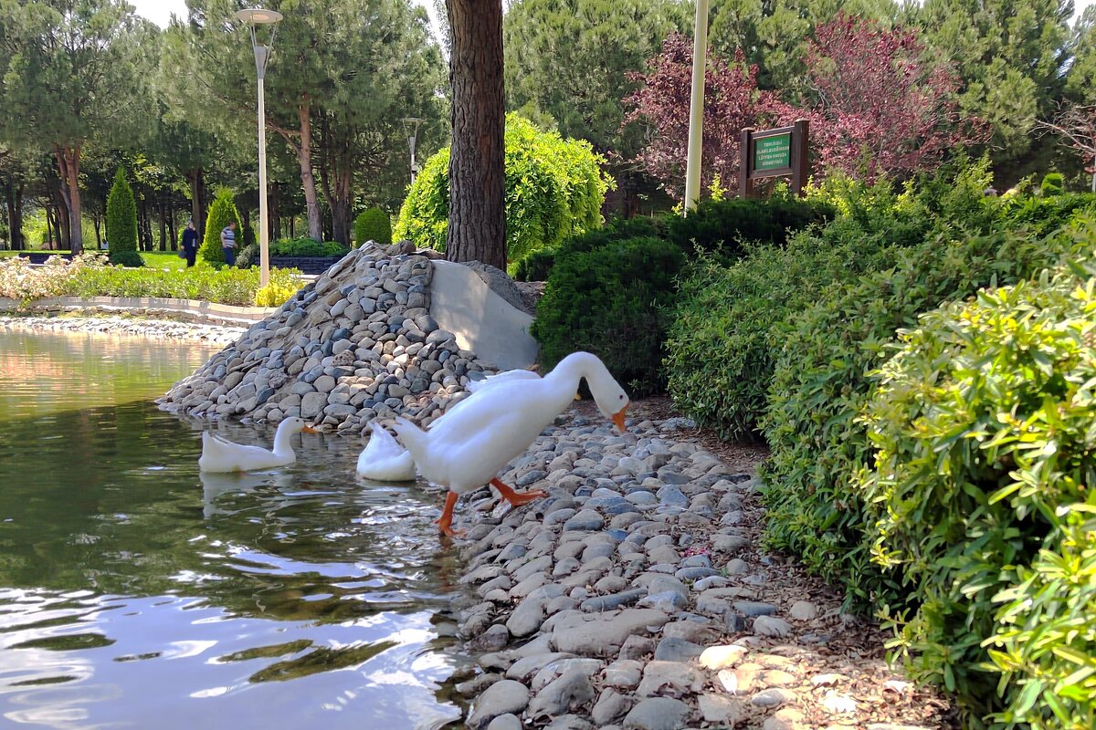 Лебеди,  живущие   в  пруду   парка - Фотогруппа Весна