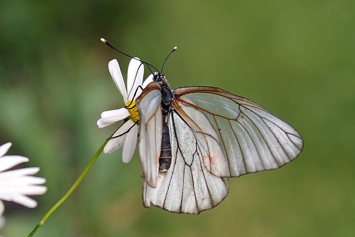 Бабочка боярышница - tamara kremleva