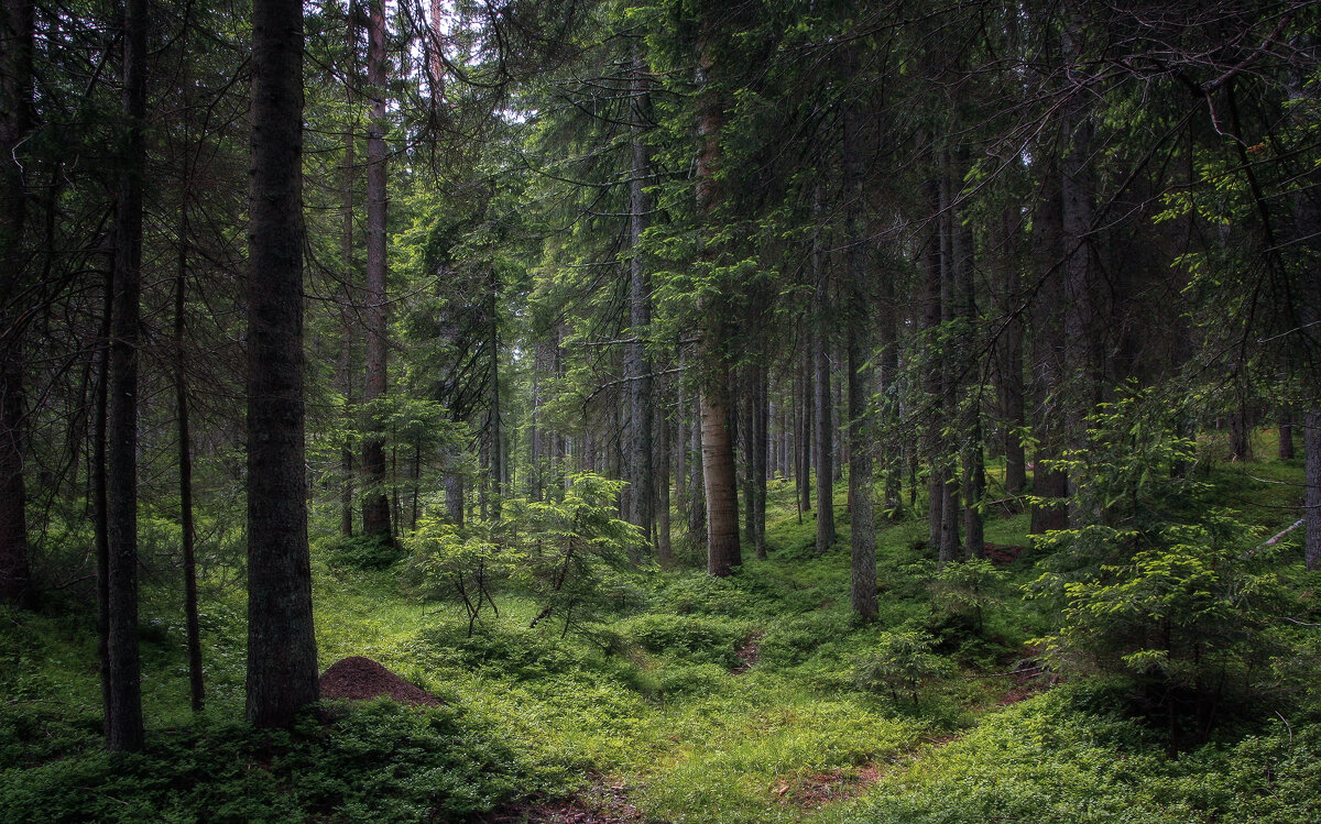 Легко и свободно дышится в хвойном лесу - Alexander Andronik