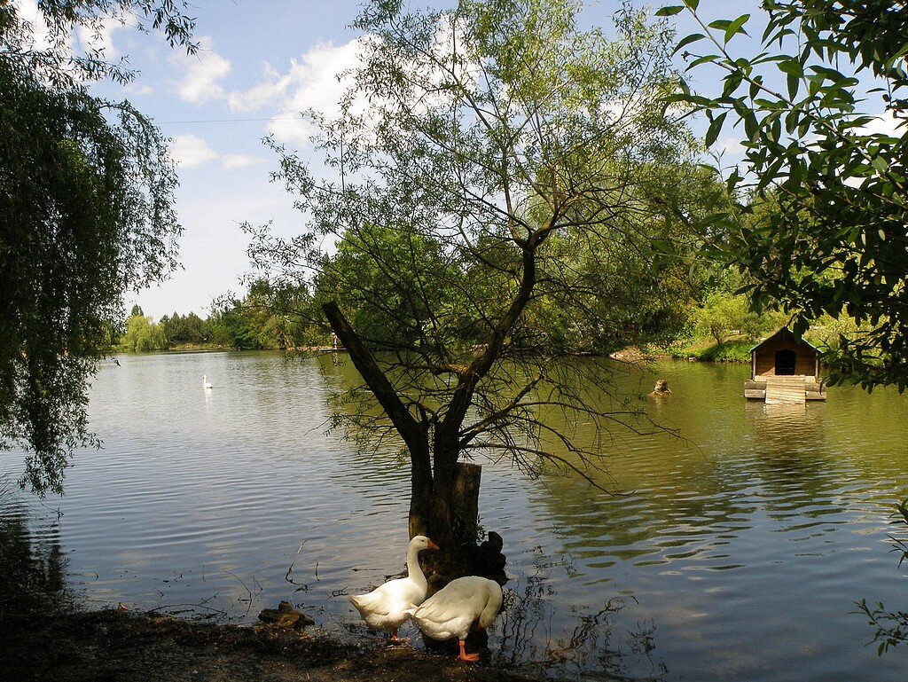 Гуси и лебёдушка на озере - Александр Рыжов