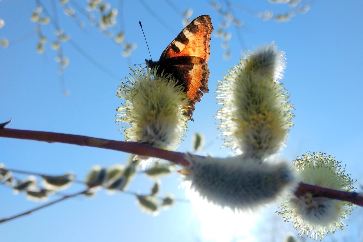 весенние бабочки 1 - Александр Прокудин