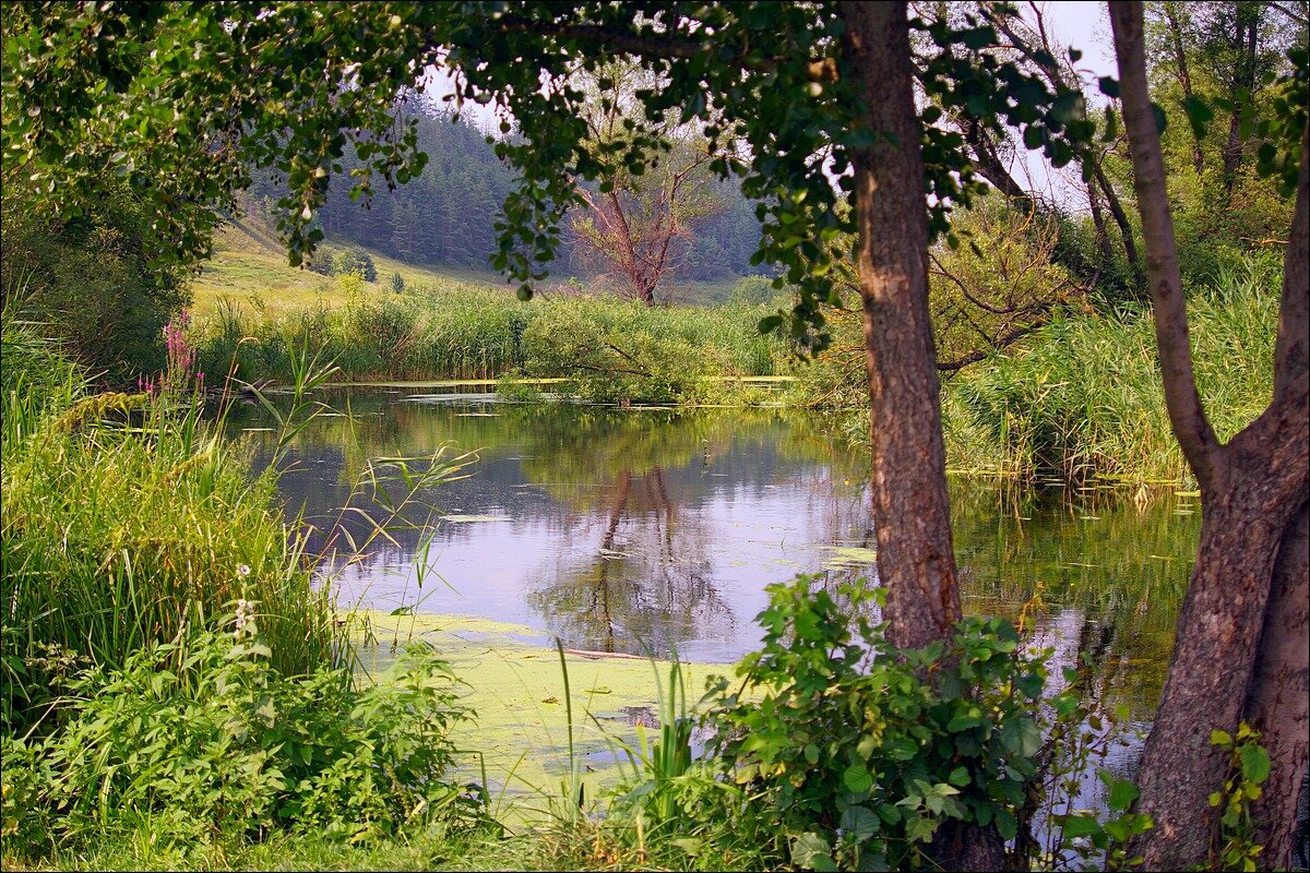 река Корень - Сеня Белгородский