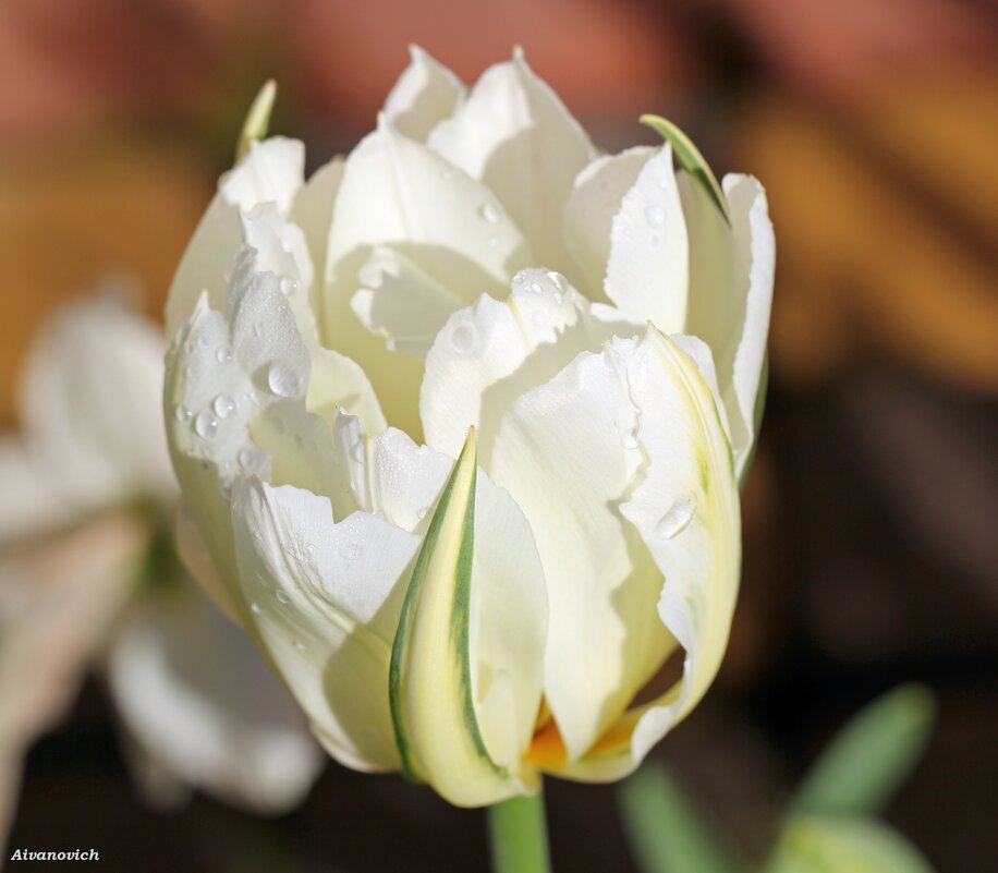 Ах, эти белые тюльпаны-в них целомудрие весны… - Андрей Иванович (Aivanovich-2009)
