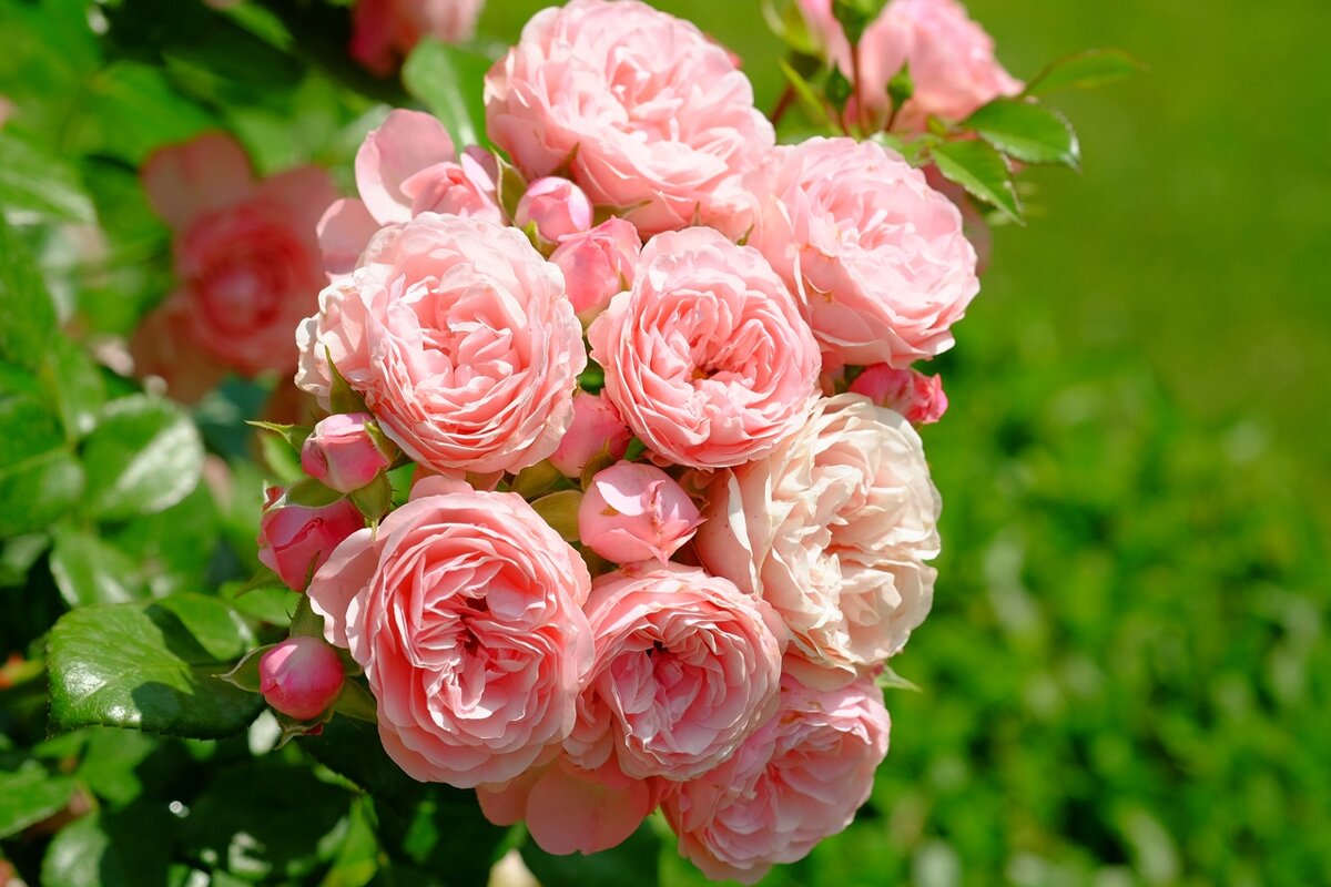 Розовый зефир - wea *