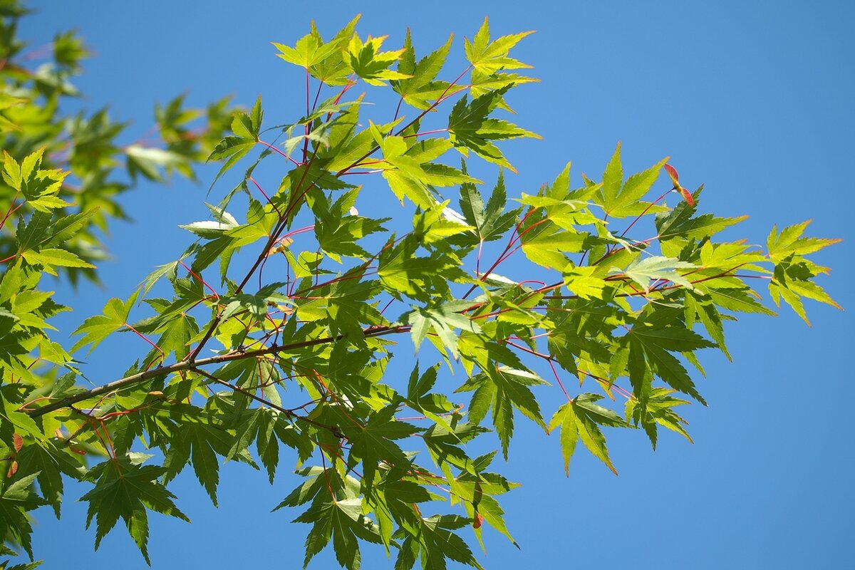 Acer palmatum Японский клён  Клён дланевидный летом - wea *