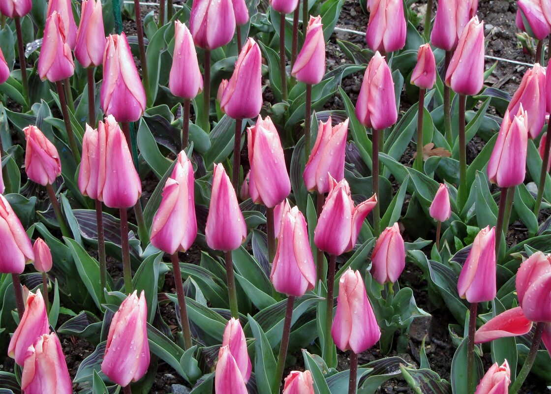 .. выставка тюльпанов в Никитском саду.. - galalog galalog