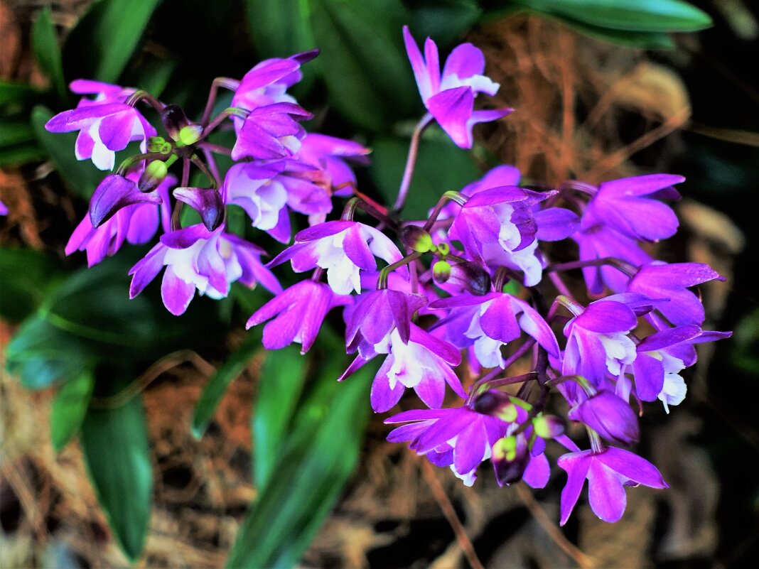 Небольшая орхидея в День памяти и скорби - Aida10 