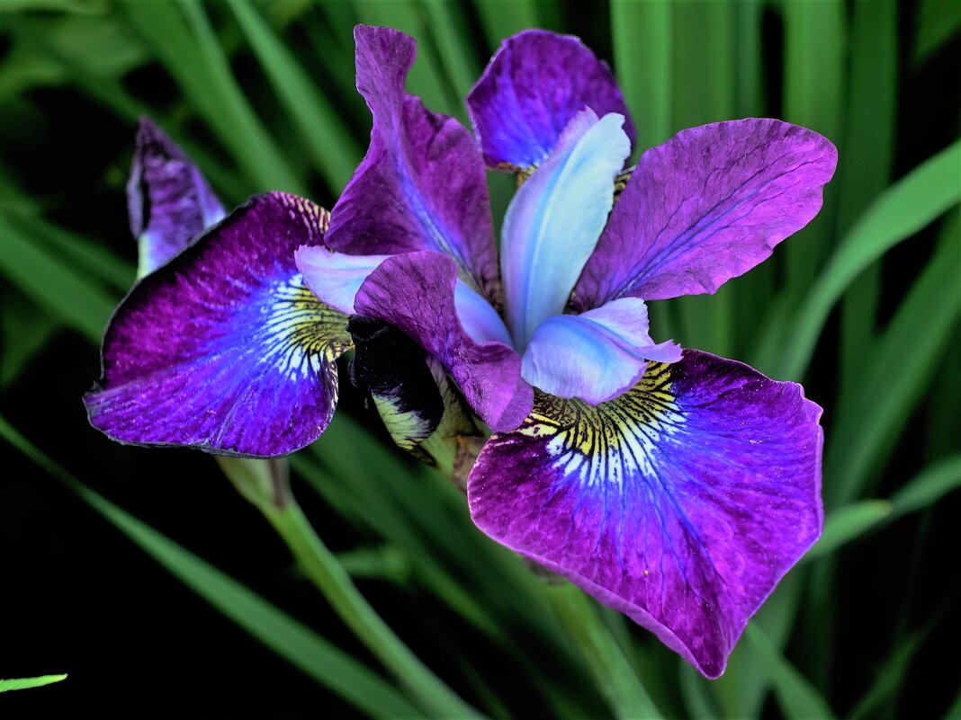 Ирис сибирский(Iris sibirica) - Aida10 