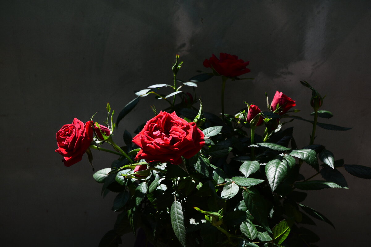 red rose - Галина R...