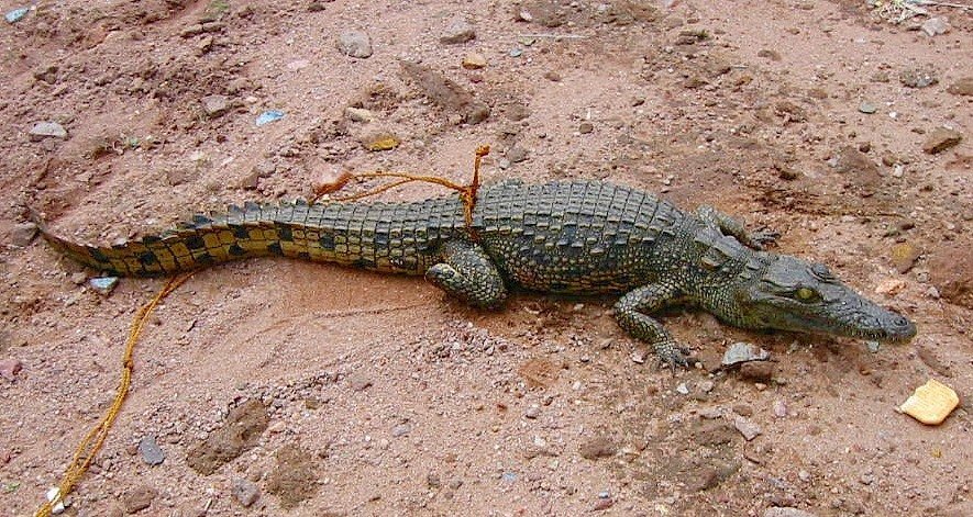 Крокодил - Вера Щукина