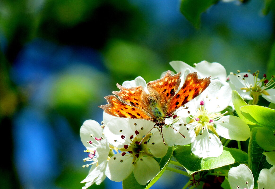 весенние бабочки 6 - Александр Прокудин