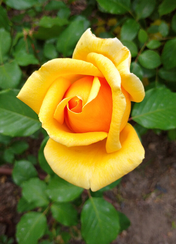 Летняя роза - Ольга 