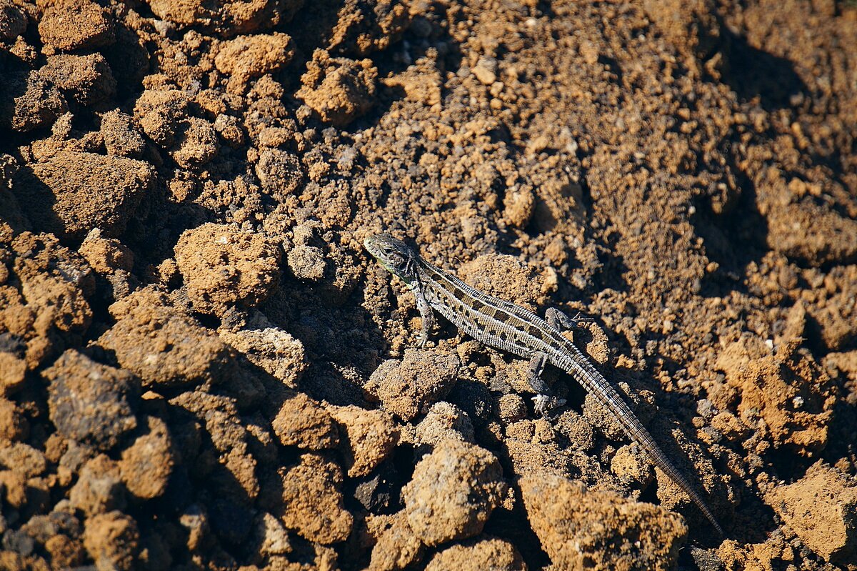 Прыткая ящерица (lacerta agilis) - Сеня Белгородский