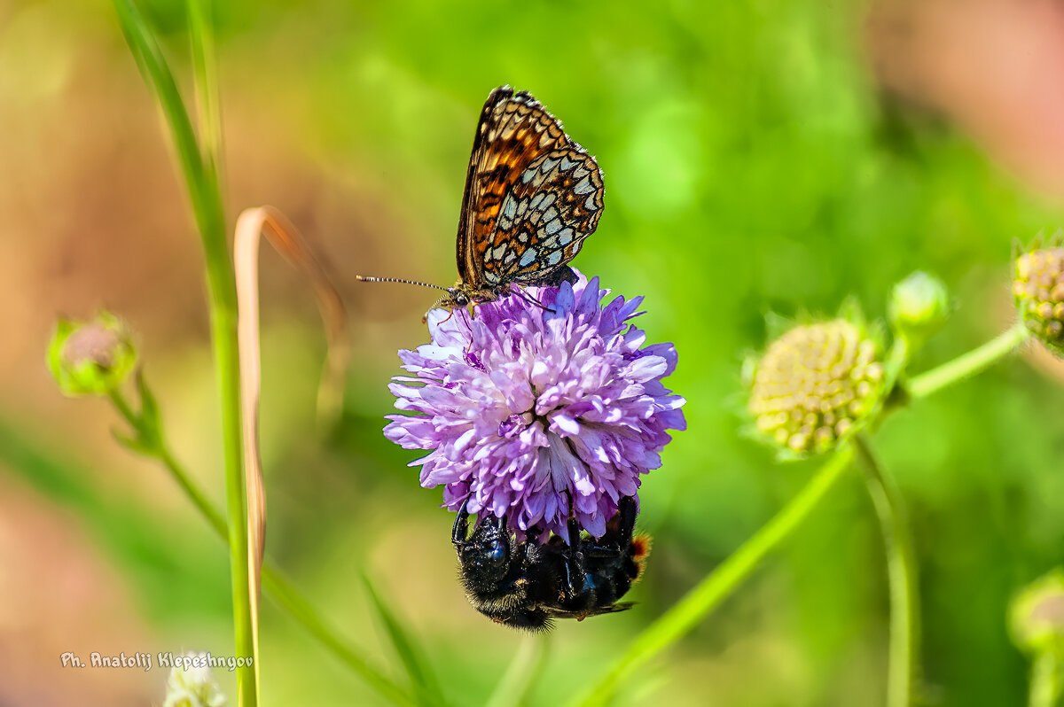 Шмель и бабочка мирно пасутся на одном цветке - Анатолий Клепешнёв