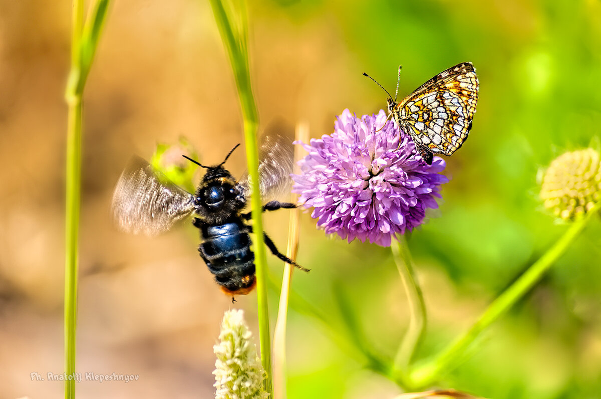 Бабочка голубянка точечная и взлетающий шмель - Анатолий Клепешнёв