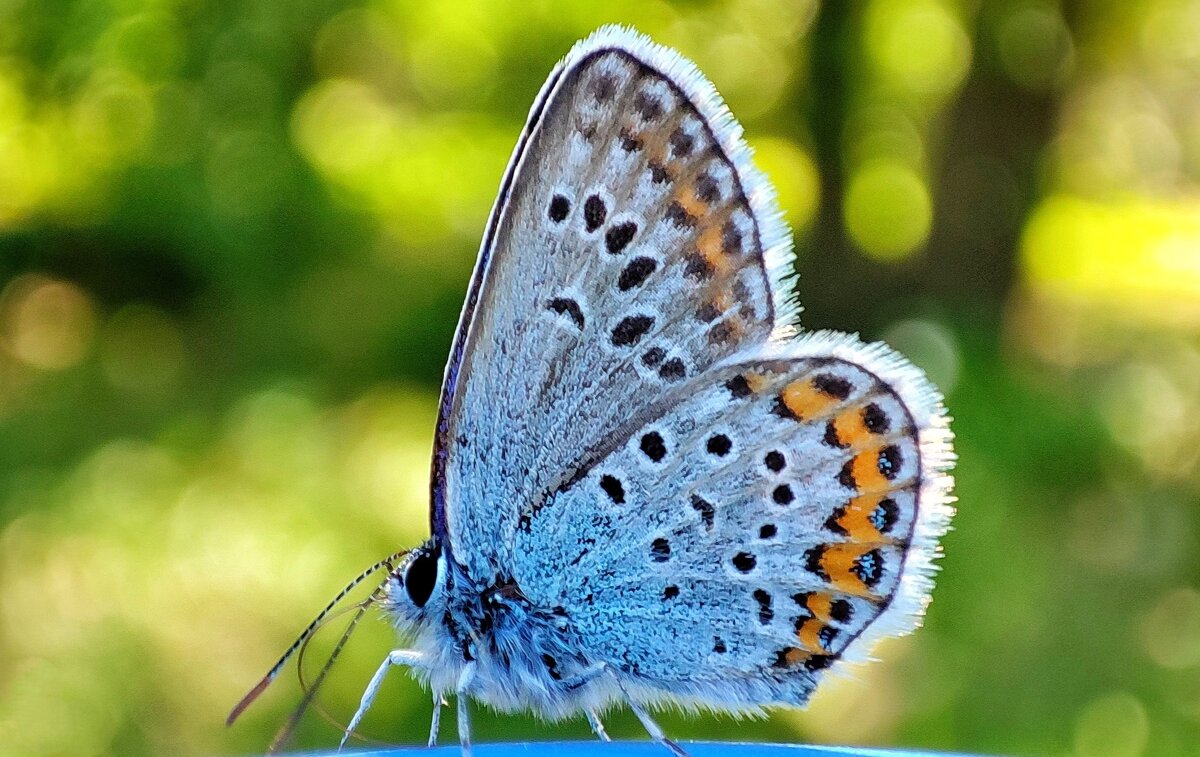 Бабочка Голубянка икар - Гуля Куценко