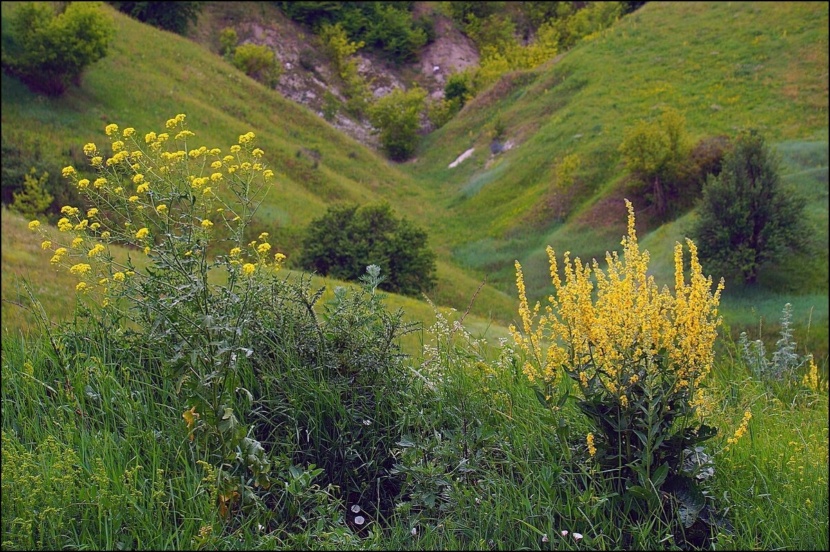 Овраги - Сеня Белгородский