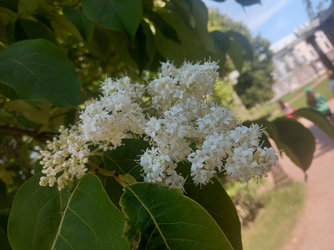 Амурская сирень - Сапсан 