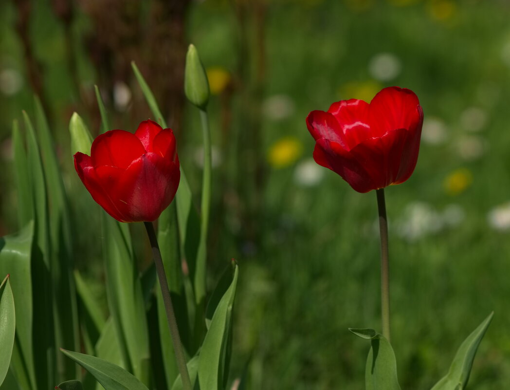 Тюльпаны - Любовь Овсянкина