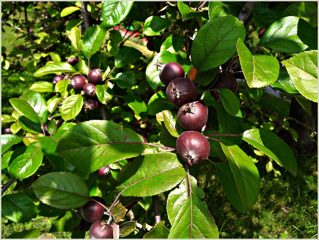 Яблочки декоративной яблони. - Валерия Комова