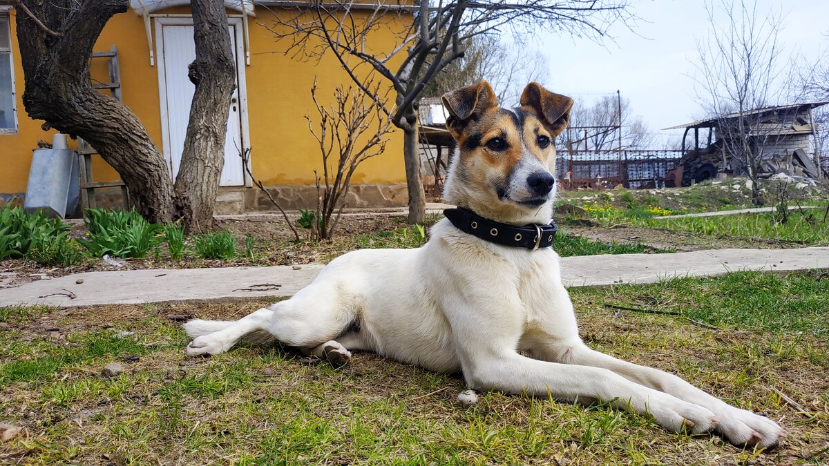 Собака по кличке Белочка - Гуля Куценко