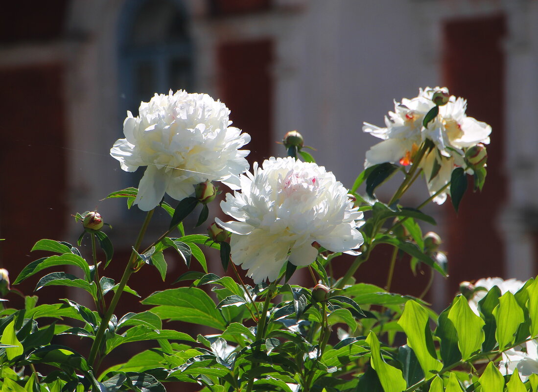 Пионы — цветы из Райского сада, у них божественный аромат ... - Tatiana Markova