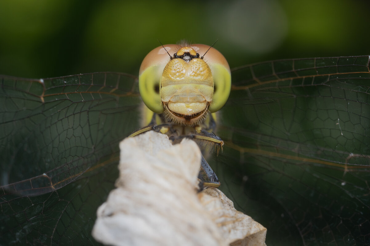 Сжатобрюх обыкновенный (лат. Sympetrum vulgatum) - Денис Ветренко