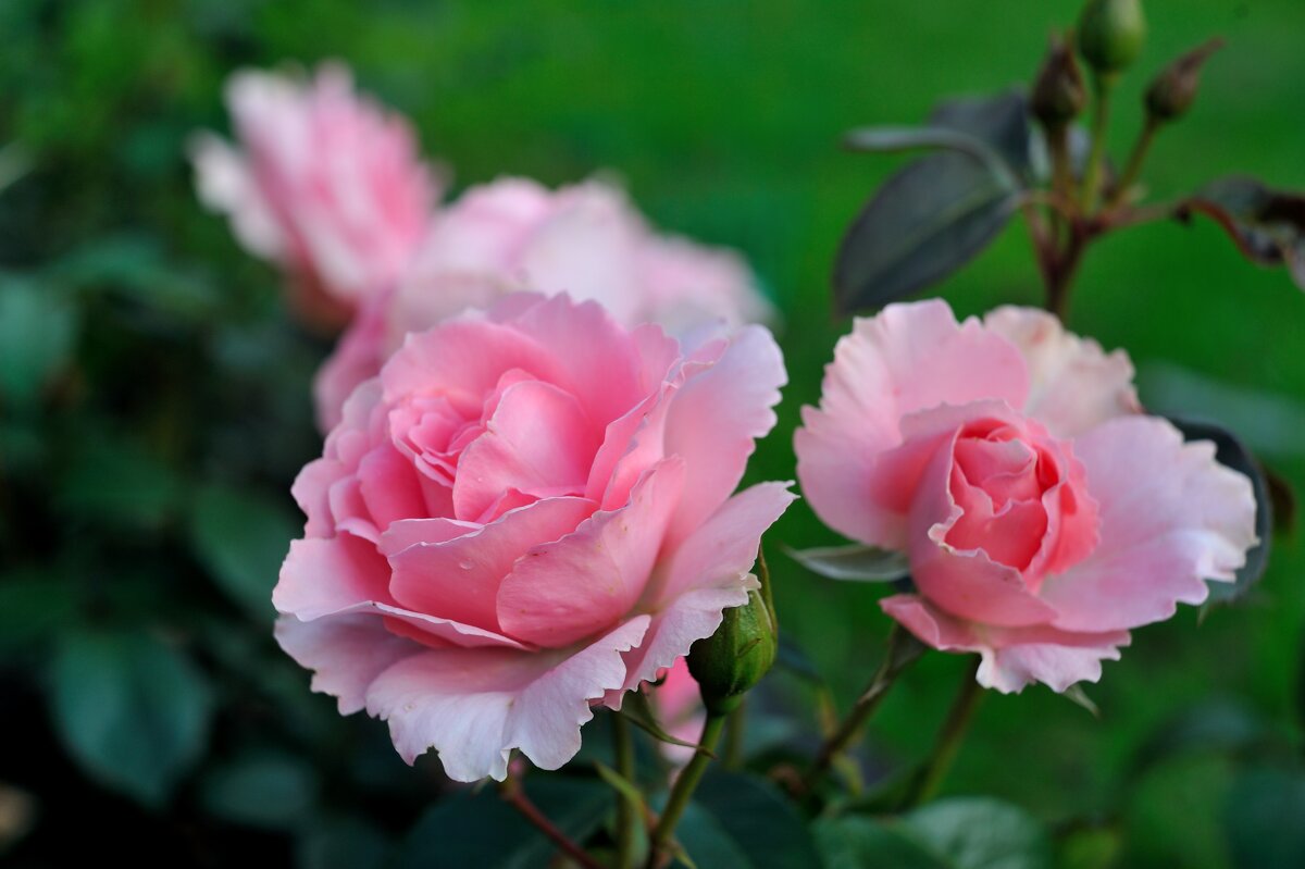 Июльские розы... #2 - Андрей Вестмит