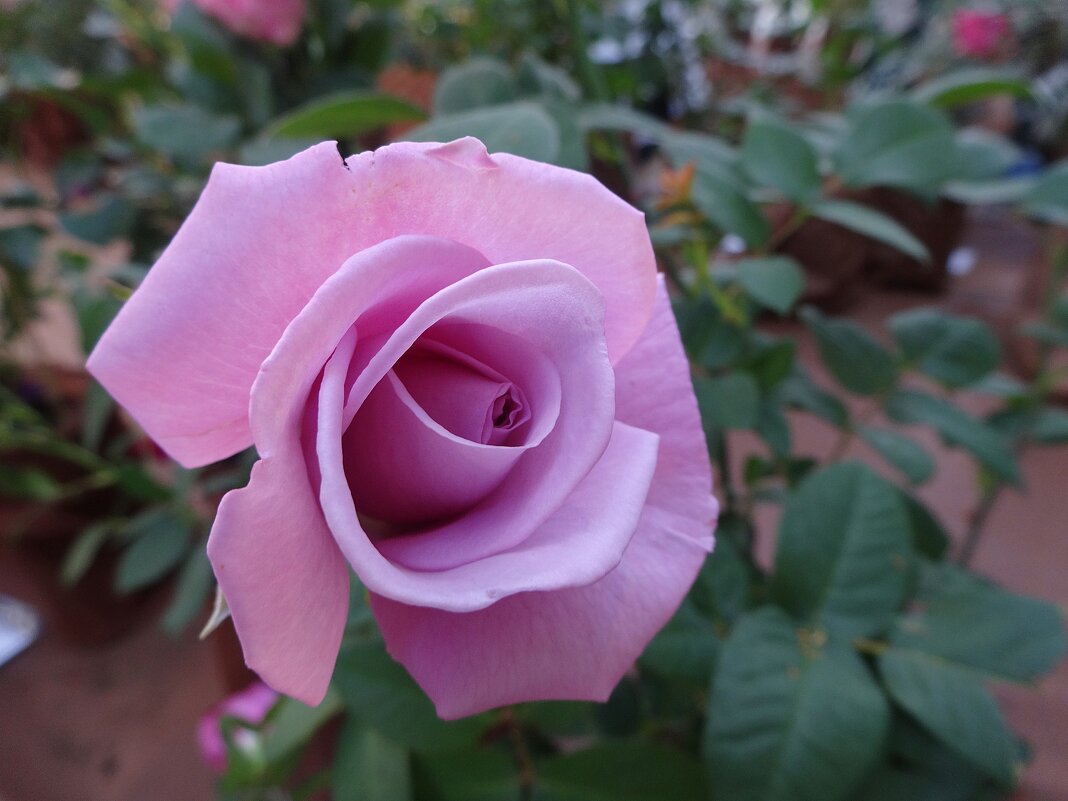 Выставка роз в Аптекарском огороде - Лидия Бусурина