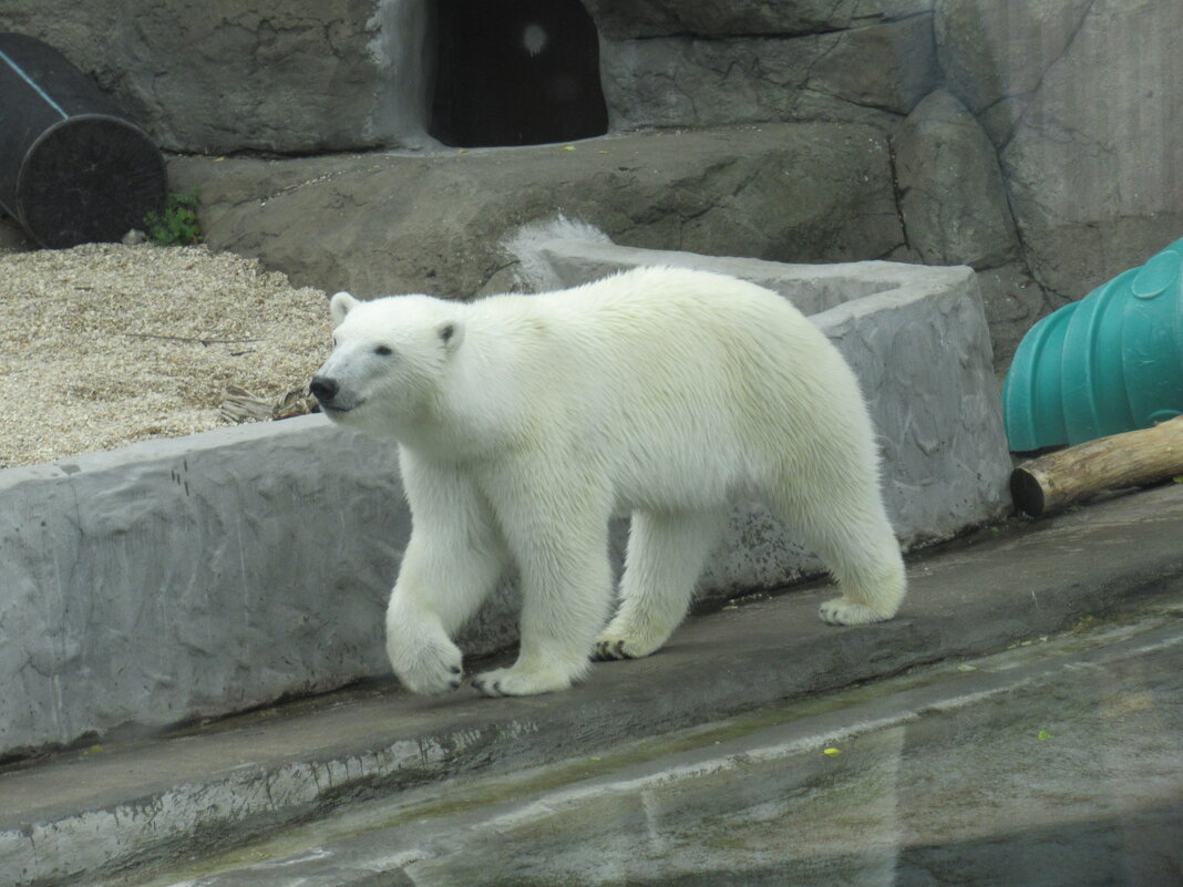 Белый медведь - <<< Наташа >>>