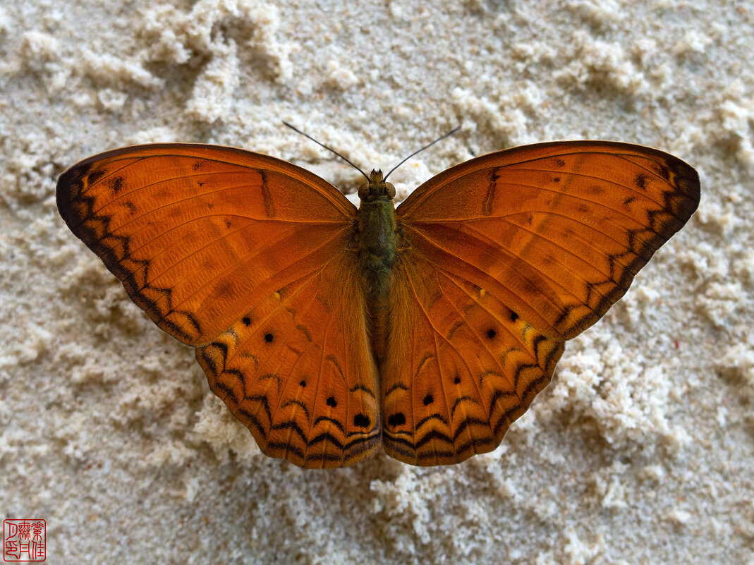 Cirrochroa tyche - Станислав С.