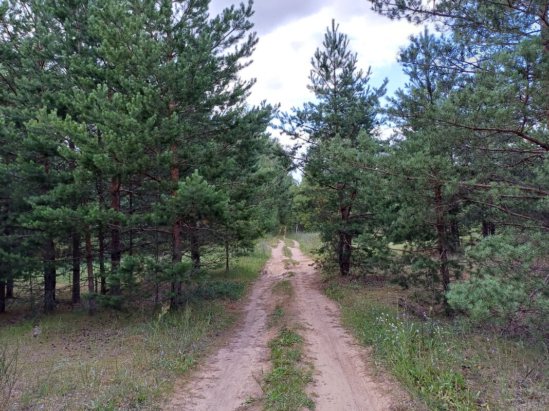 Дорога в лес - Tarka 