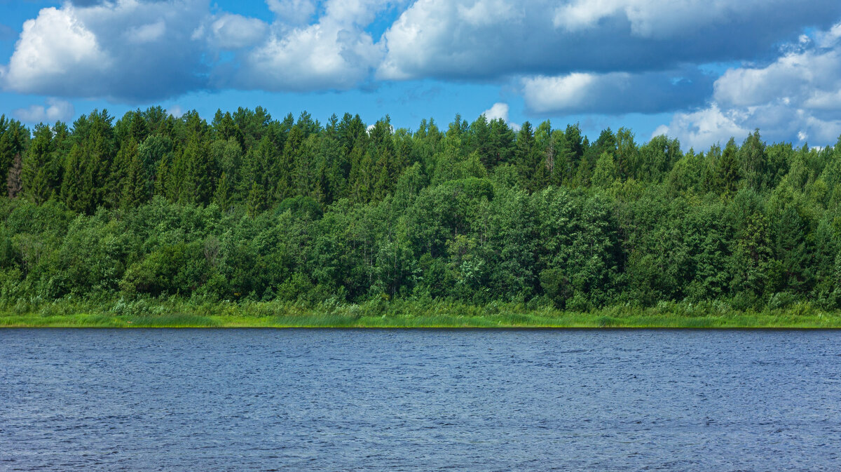 Forest on the banks of the Kubena River in July Day| 17 - Sergey Sonvar