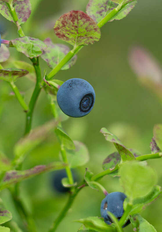 Blueberry | 24 - Sergey Sonvar