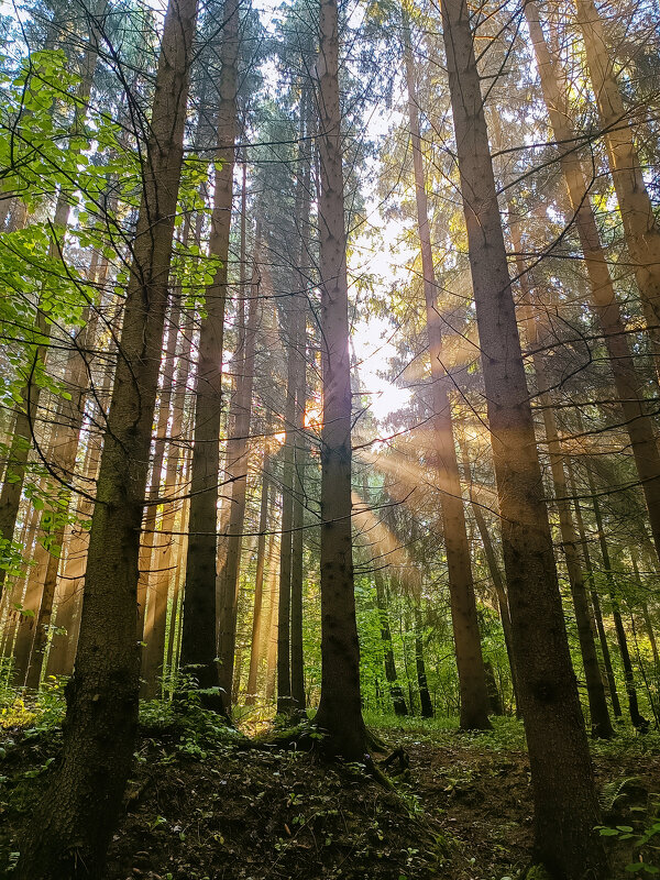 Лучики солнца в лесу - Ирина Полунина