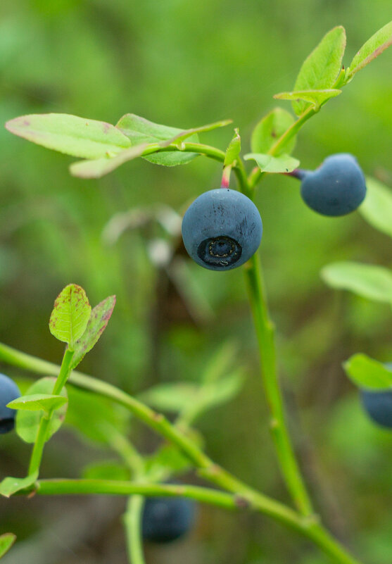 Blueberry | 26 - Sergey Sonvar