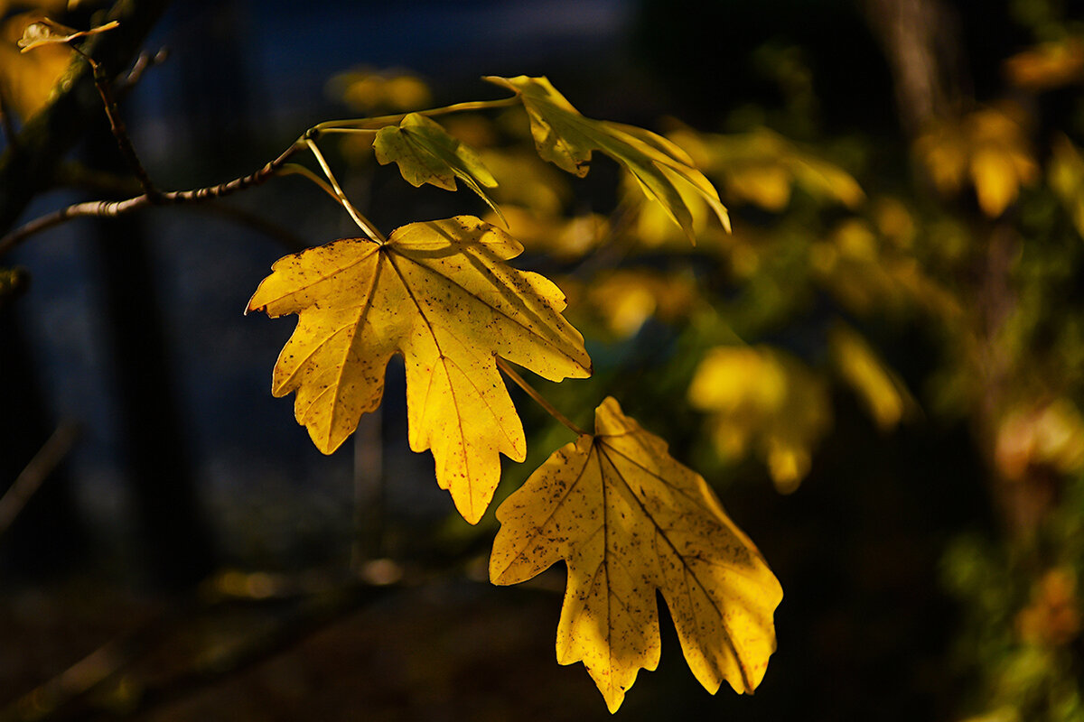 Солнечная листва - Регина 
